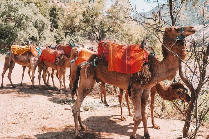 Atlas Mountains Day Trip from Marrakech: Imlil Hike, Berber Lunch & Camel Ride photo 2