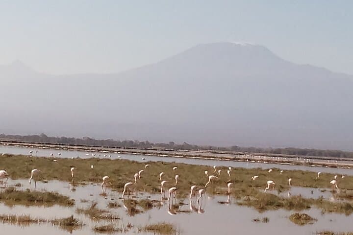 5-Day Mid-Range Safari: Tsavo East, Tsavo West & Amboseli National Parks photo 4