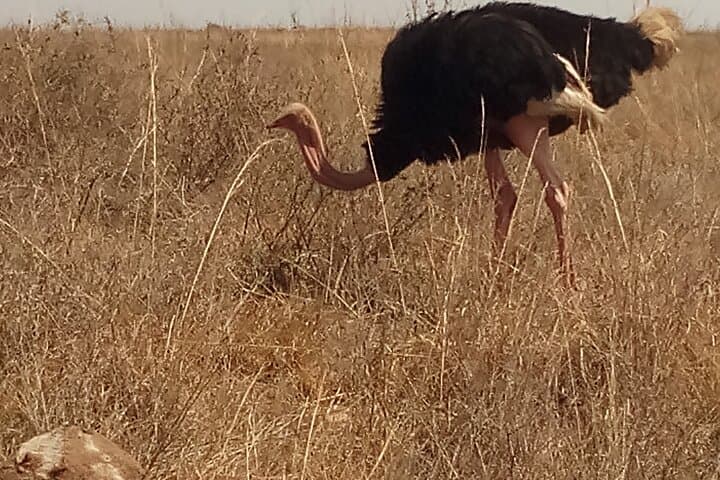 5-Day Mid-Range Safari: Tsavo East, Tsavo West & Amboseli National Parks photo 5