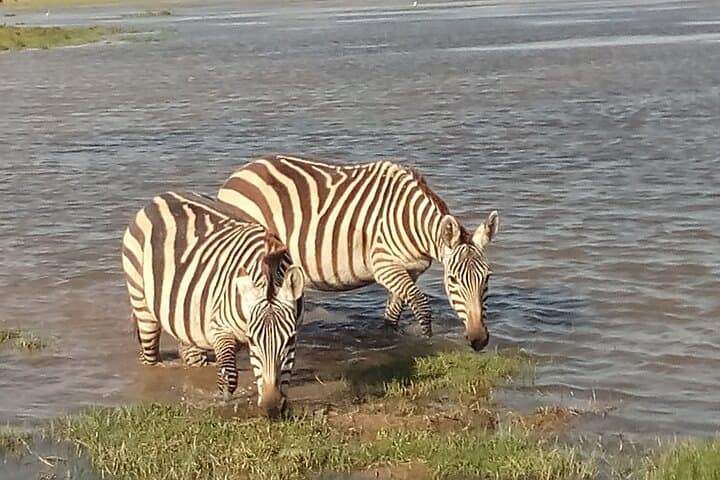 5-Day Mid-Range Safari: Tsavo East, Tsavo West & Amboseli National Parks photo 6