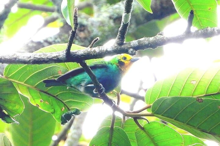 Santa Rita Endemic Birds Tour — Cloud-Forest Birding near Salento photo 2