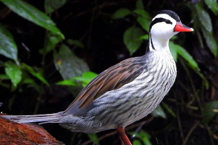 Santa Rita Endemic Birds Tour — Cloud-Forest Birding near Salento photo 3