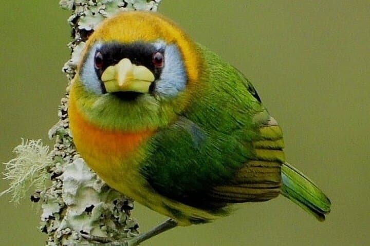 Santa Rita Endemic Birds Tour — Cloud-Forest Birding near Salento photo 4