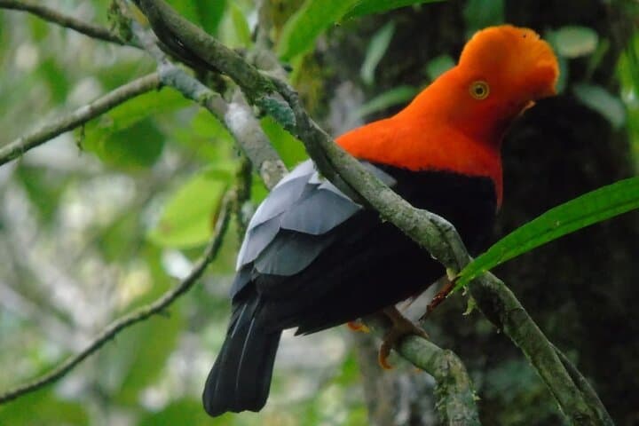 Santa Rita Endemic Birds Tour — Cloud-Forest Birding near Salento