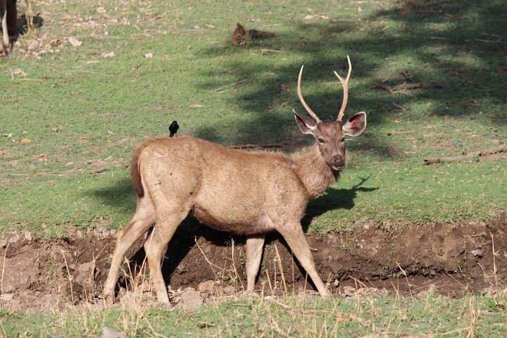 Private Full-Day Ranthambore Tiger Safari from Jaipur photo 4