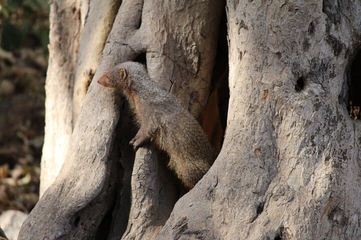 Private Full-Day Ranthambore Tiger Safari from Jaipur photo 5