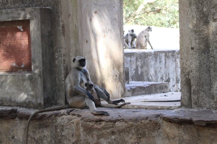 Private Full-Day Ranthambore Tiger Safari from Jaipur photo 6