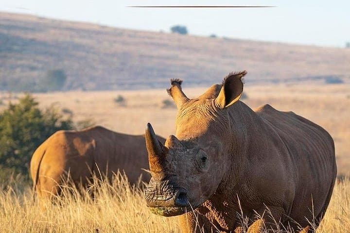Rhino & Lion Nature Reserve Game Drive — Wildlife Safari Near Johannesburg