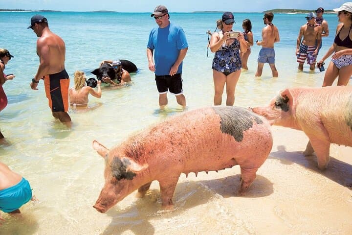 Swimming with the Pigs: Rose Island Boat Trip from Nassau photo 2