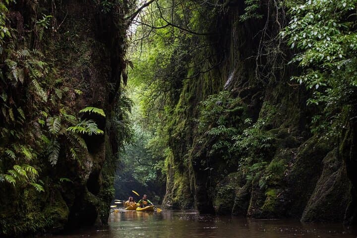 Twilight Glowworm Kayak Tour on Lake Karapiro: Paddle Through a Living Nightlight photo 6