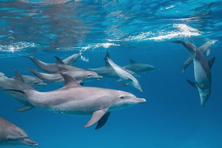 Zanzibar Private Dolphin & East Coast Highlights — Mnemba, Kuza Cave, Paje, The Rock & Jozani