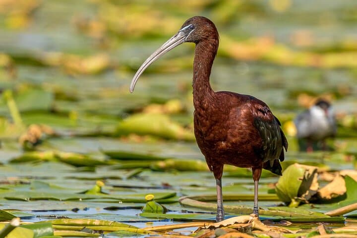 Danube Delta Bird-Watching Day Trip from Bucharest — Private Boat Tour photo 2