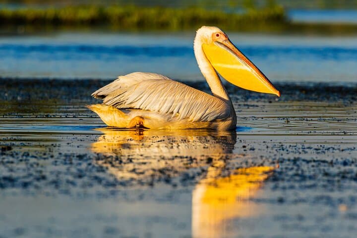 Danube Delta Bird-Watching Day Trip from Bucharest — Private Boat Tour photo 4