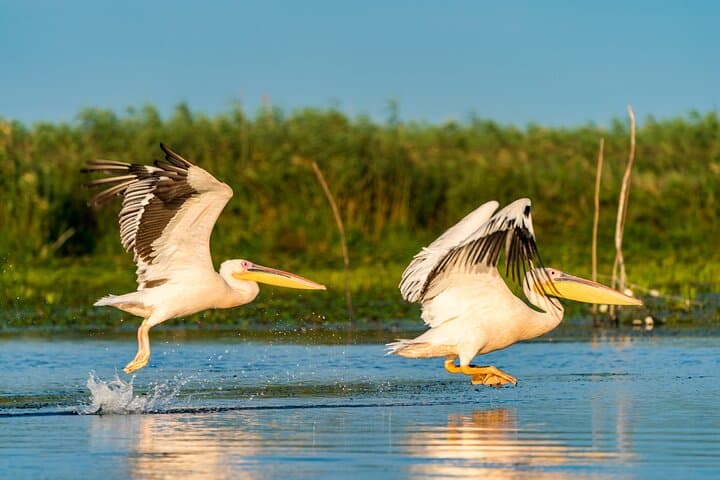 Danube Delta Bird-Watching Day Trip from Bucharest — Private Boat Tour