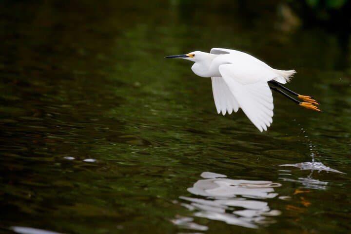 Danube Delta Bird-Watching Day Trip from Bucharest — Private Boat Tour photo 5