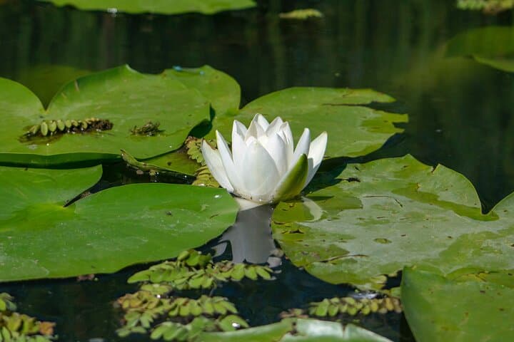 Danube Delta Bird-Watching Day Trip from Bucharest — Private Boat Tour photo 3