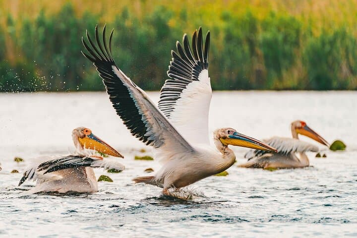Danube Delta Bird-Watching Day Trip from Bucharest — Private Boat Tour photo 6