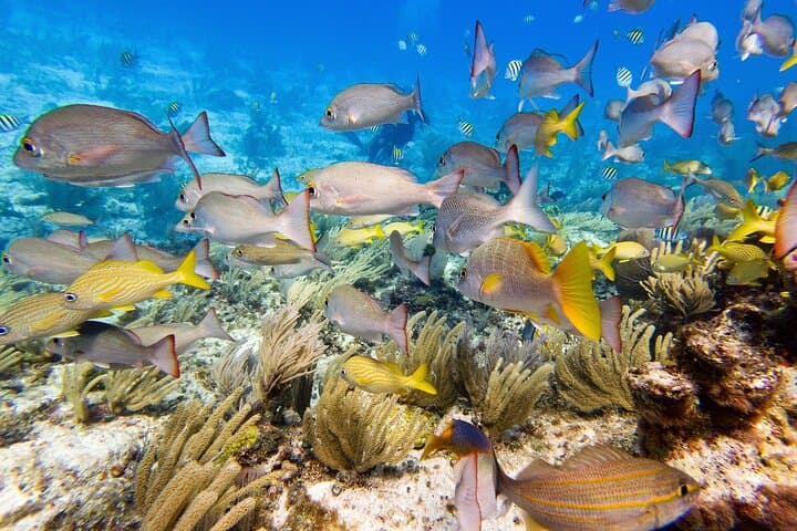 PADI Open Water Certification on Isla Mujeres: 3-Day Scuba Course in Marine Park