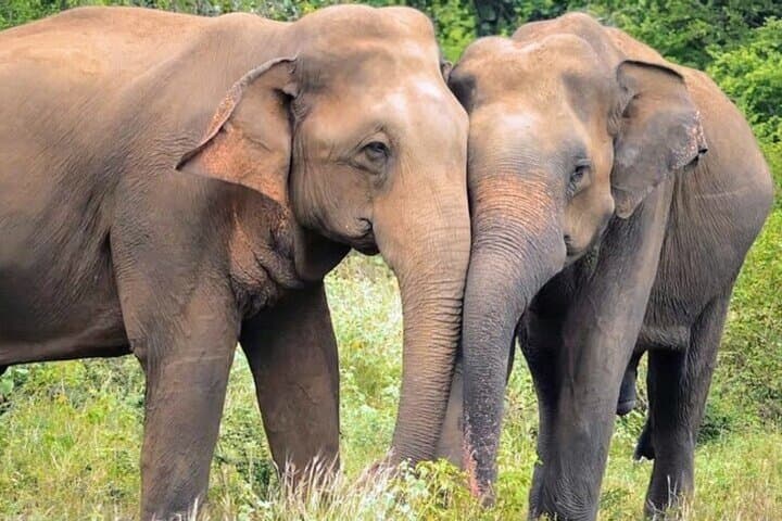 Senior-Friendly 12-Day Private Sri Lanka Tour: Beaches, Tea Country & Wildlife photo 2