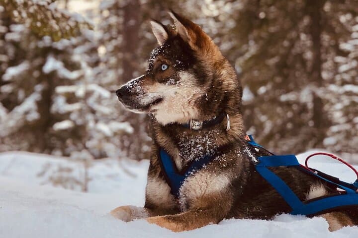 Husky Mushing in Rovaniemi — Small-Group Arctic Sled Ride and Kennel Visit photo 5