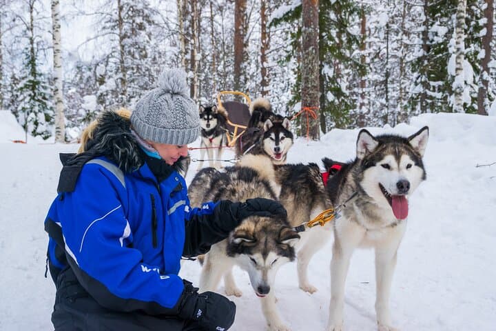 Husky Mushing in Rovaniemi — Small-Group Arctic Sled Ride and Kennel Visit photo 2