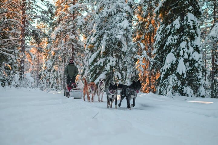 Husky Mushing in Rovaniemi — Small-Group Arctic Sled Ride and Kennel Visit photo 6