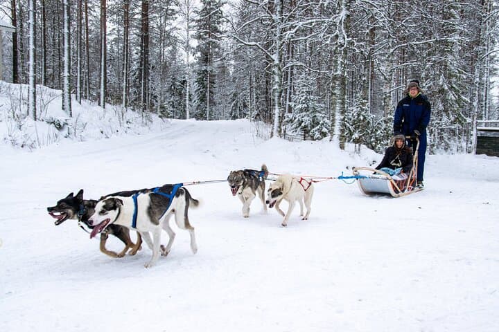 Husky Mushing in Rovaniemi — Small-Group Arctic Sled Ride and Kennel Visit photo 4