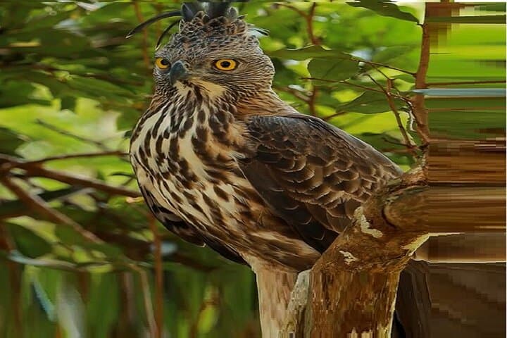 Senior-Friendly 12-Day Private Sri Lanka Tour: Beaches, Tea Country & Wildlife