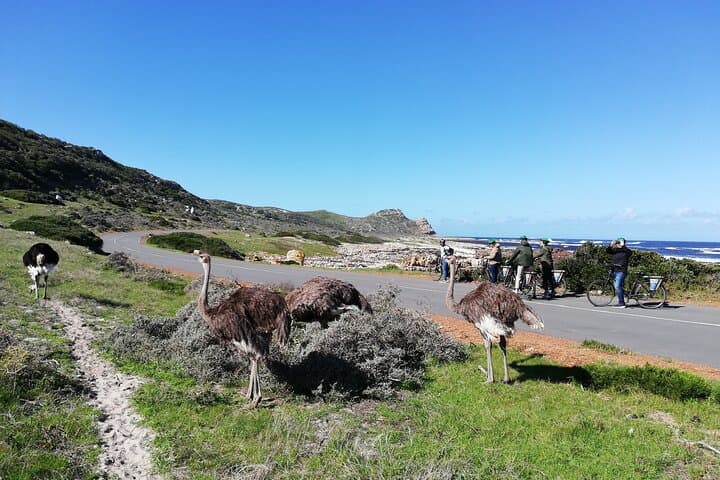 Cycling the Cape Peninsula: E‑Bike Private Tour from Cape Town to Cape Point photo 2