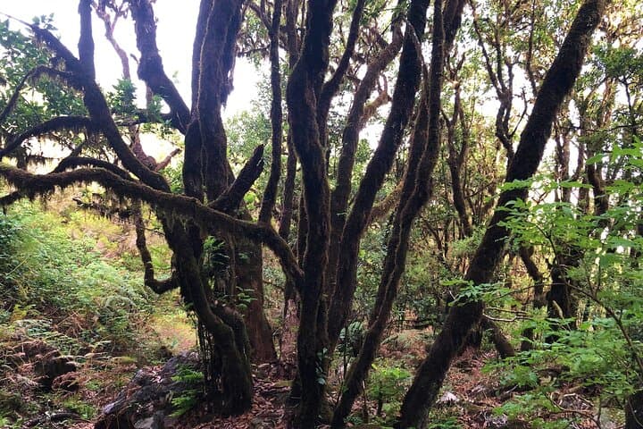 Vereda Fanal PR13 — Private Guided Walk on Paul da Serra, Madeira photo 4