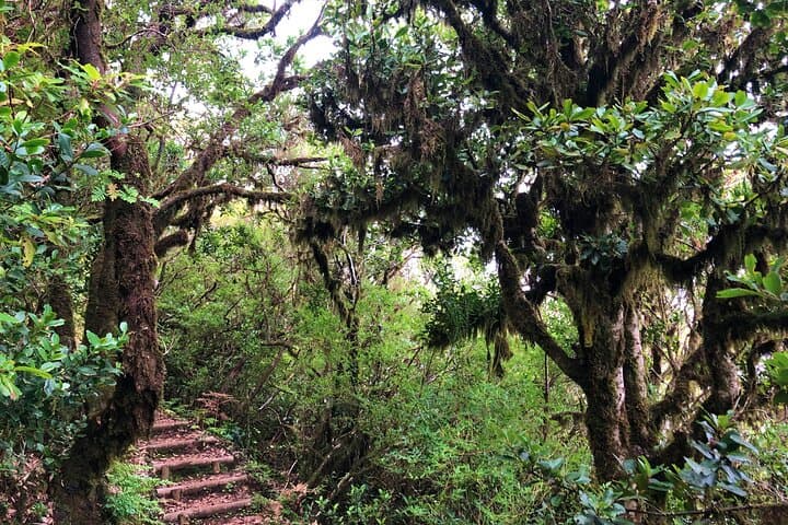 Vereda Fanal PR13 — Private Guided Walk on Paul da Serra, Madeira photo 5