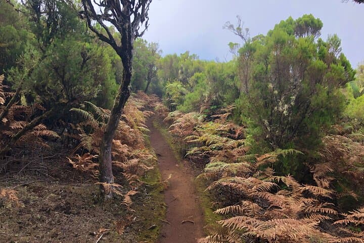 Vereda Fanal PR13 — Private Guided Walk on Paul da Serra, Madeira photo 6