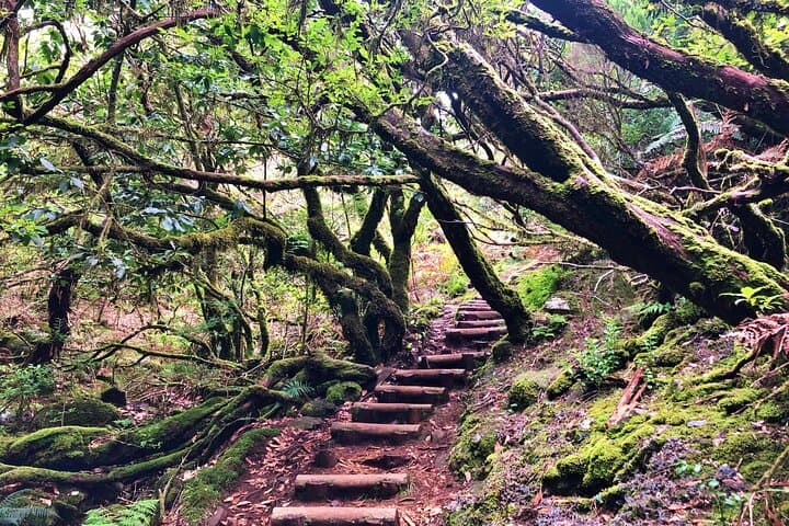 Vereda Fanal PR13 — Private Guided Walk on Paul da Serra, Madeira
