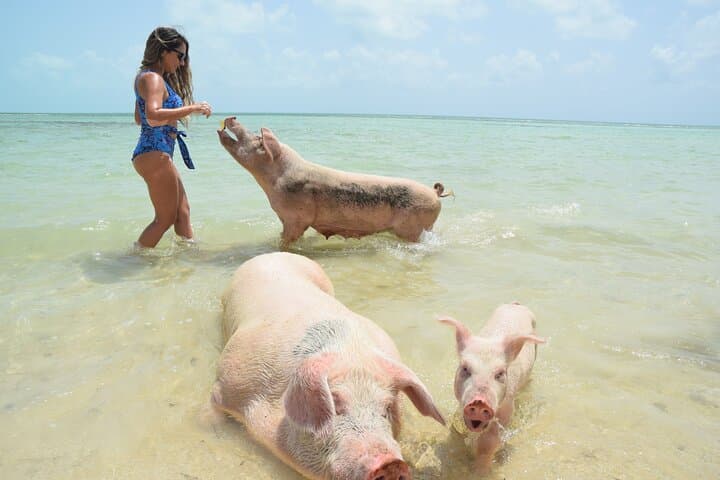 Swimming with the Pigs: Rose Island Boat Trip from Nassau photo 1