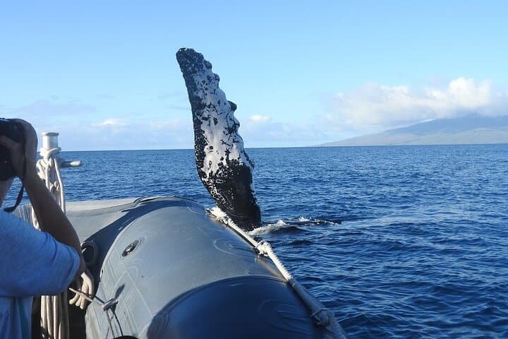 Eye-Level Whale and Dolphin Raft Tour — Lahaina Eco-Rafting photo 5