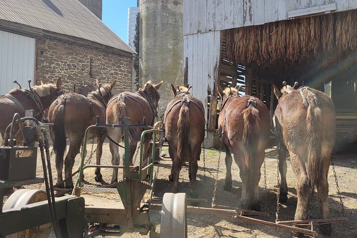 Unique Amish Immersion in Lancaster: Private Farm Visits, Creamery & Cultural Tour photo 2