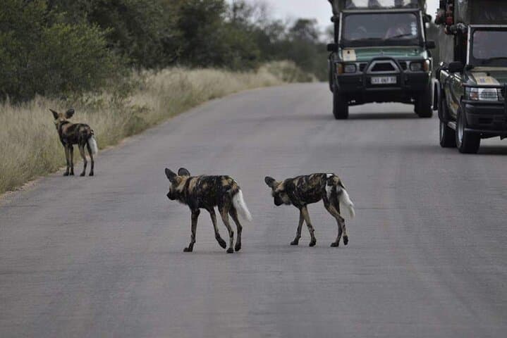 Full-Day Kruger National Park Safari: Big Five from Phalaborwa Gate