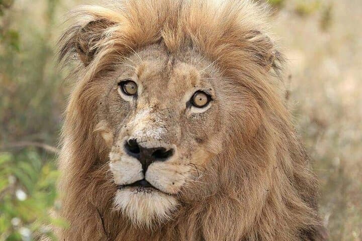 Full-Day Kruger National Park Safari: Big Five from Phalaborwa Gate photo 2