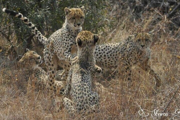 Full-Day Kruger National Park Safari: Big Five from Phalaborwa Gate photo 3