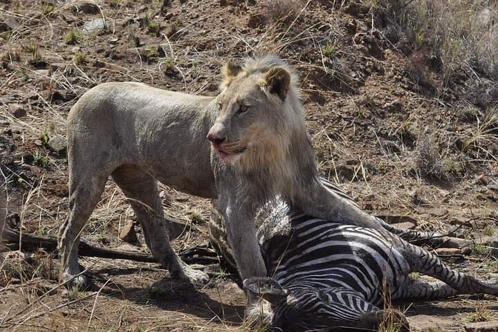Full-Day Kruger National Park Safari: Big Five from Phalaborwa Gate photo 4