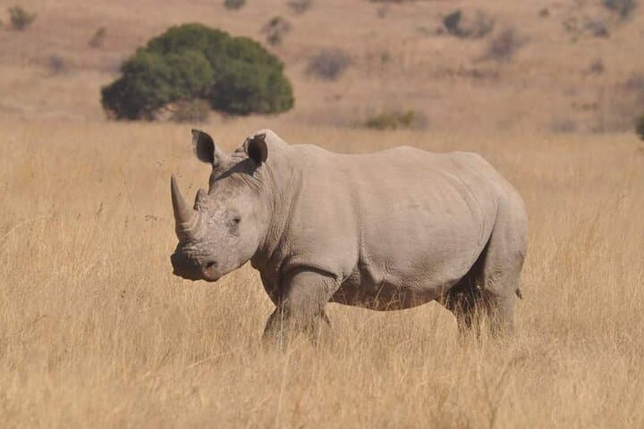Full-Day Kruger National Park Safari: Big Five from Phalaborwa Gate photo 5
