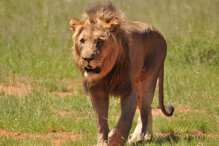 Full-Day Kruger National Park Safari: Big Five from Phalaborwa Gate photo 6