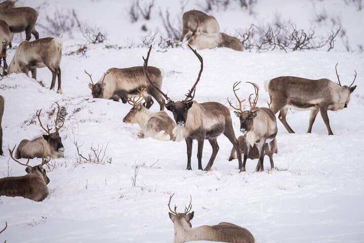 Discover the Fjords of Kvaloya: Scenic Roadtrip to Fishing Villages & Arctic Wildlife photo 2