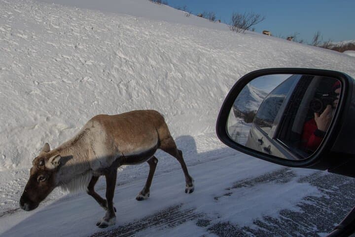 Discover the Fjords of Kvaloya: Scenic Roadtrip to Fishing Villages & Arctic Wildlife photo 4