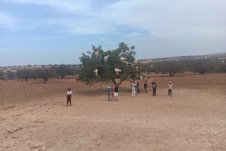Essaouira Day Trip from Marrakech: Coastal Medinas, Argan Forests & Wine Tasting photo 6