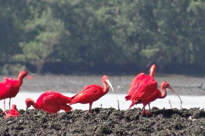 Mangrove Eco-Boat Tour in Santos: Birdwatching & Wildlife Near São Paulo photo 4