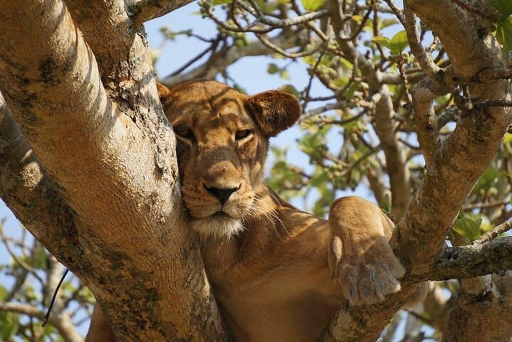 3-Day Queen Elizabeth National Park Safari: Game Drives & Kazinga Channel Boat Cruise