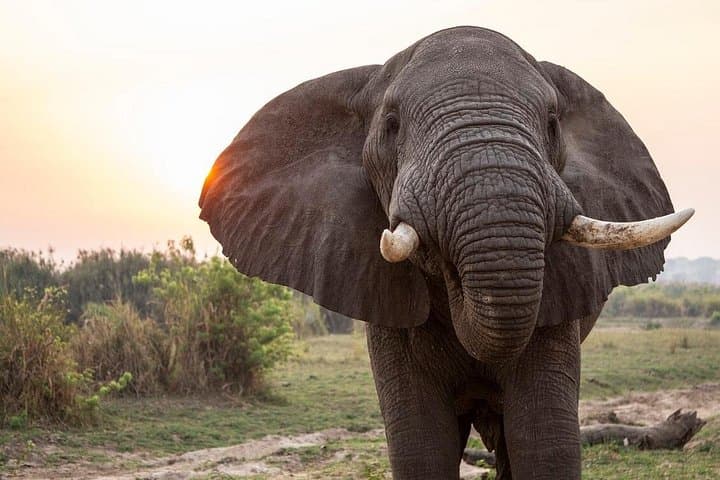8-Day Best of Uganda Safari: Murchison Falls, Big Five & Source of the Nile photo 3