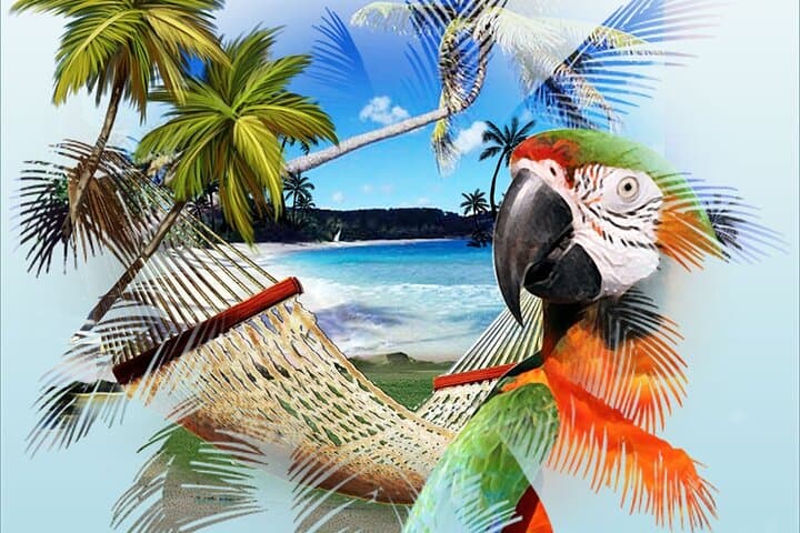 Jimmy Buffett Walking Tour in Key West — Margaritaville, Mallory Square & Capt. Tony's photo 4