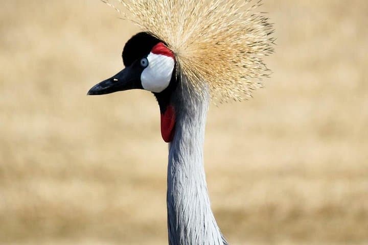 3-Day Lake Mburo Safari: Birding, Boat Cruise & Game Drives from Kampala photo 3